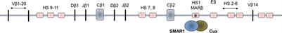 Chromatin Remodeling Protein SMAR1 Is a Critical Regulator of T Helper Cell Differentiation and Inflammatory Diseases